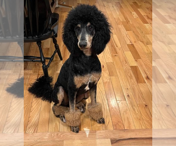 Medium Photo #1 Goldendoodle Puppy For Sale in STEVENS, PA, USA