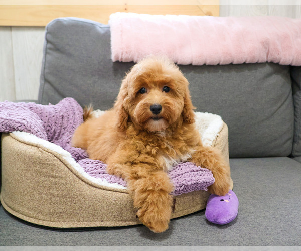 Medium Photo #3 Goldendoodle mix (+ Poodle Miniature) Puppy For Sale in SYRACUSE, IN, USA