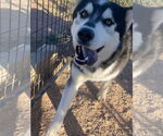 Small #6 Siberian Husky