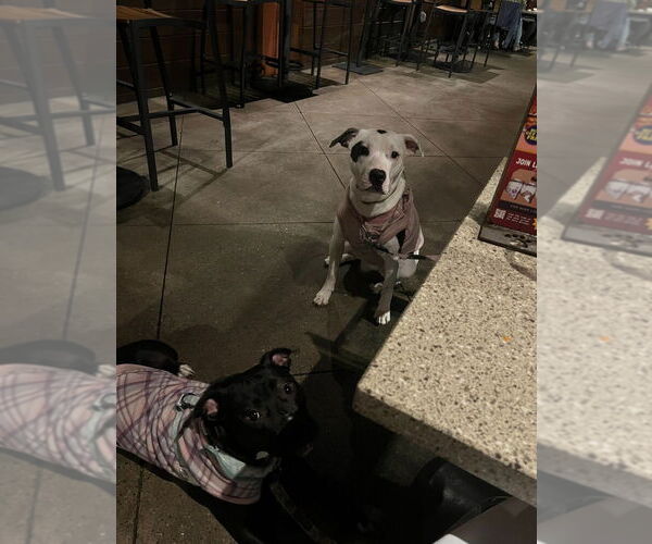 Medium Photo #3 American Staffordshire Terrier-Unknown Mix Puppy For Sale in Dana Point, CA, USA