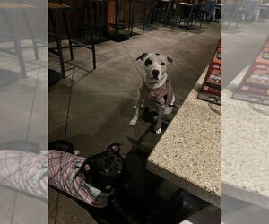 Lucy - Female American Staffordshire Terrier-Unknown Mix Dog for Adoption - Photo #3