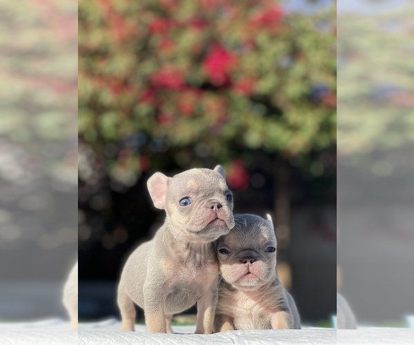 Medium Photo #19 French Bulldog Puppy For Sale in LOS ANGELES, CA, USA