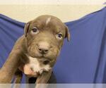 Small Mutt