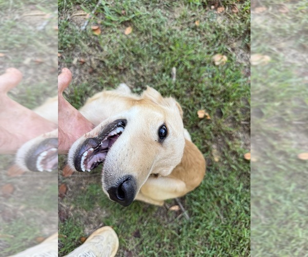 Medium Photo #8 Flat Coated Retriever-Golden Retriever Mix Puppy For Sale in SOMERVILLE, AL, USA