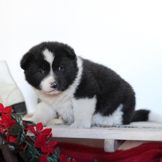 Akita Puppy for sale in GAP, PA, USA