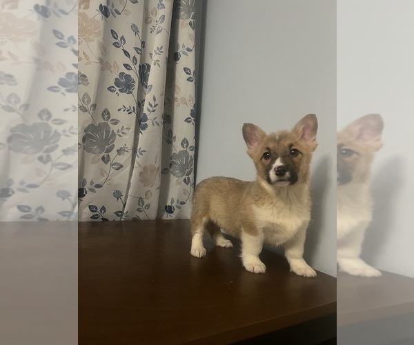Medium Photo #41 Pembroke Welsh Corgi Puppy For Sale in DURHAM, CT, USA