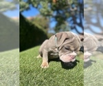 Small #4 English Bulldog