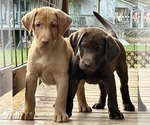Puppy Leo Labrador Retriever