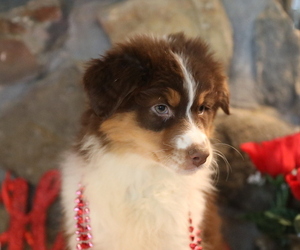 Australian Shepherd Puppy for sale in WESTFIELD, MA, USA