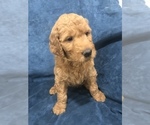 Small Photo #6 Goldendoodle Puppy For Sale in SCOTTSDALE, AZ, USA