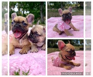 French Bulldog Puppy for sale in ORLANDO, FL, USA