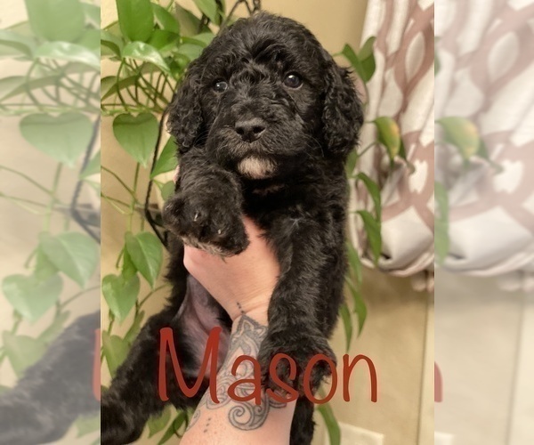 Medium Photo #11 Goldendoodle-Poodle (Standard) Mix Puppy For Sale in GRESHAM, OR, USA
