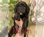 Small Photo #11 Goldendoodle-Poodle (Standard) Mix Puppy For Sale in GRESHAM, OR, USA