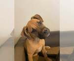 Small #2 Boxer Mix