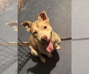 American Pit Bull Terrier-Unknown Mix Dogs for adoption in Duluth, MN, USA