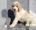 Puppy Dark Blue Pyredoodle