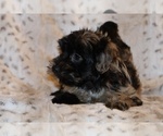 Small #10 Yorkiepoo mix (+ Poodle Toy)