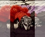 Small #3 Poodle (Toy)