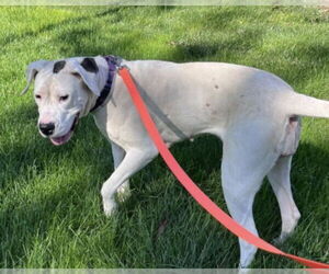 Medium American Pit Bull Terrier Mix