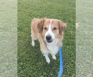 Great Pyrenees-Unknown Mix Dogs for adoption in St. Louis Park, MN, USA