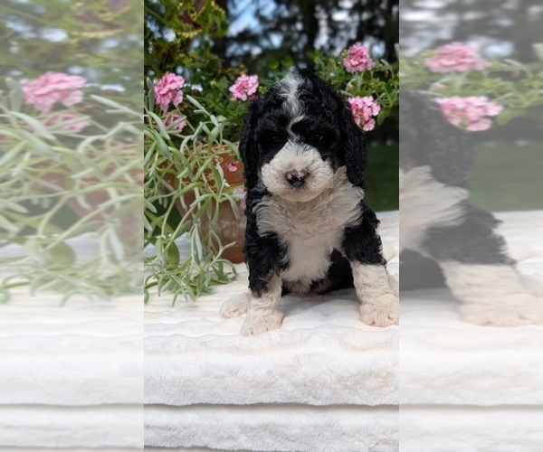Medium Photo #4 Miniature Bernedoodle Puppy For Sale in GOSHEN, IN, USA