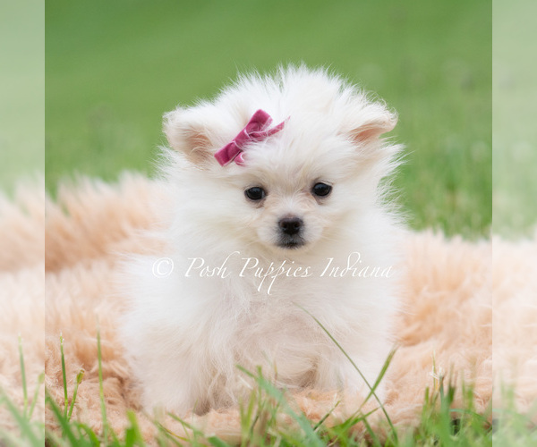 Medium Photo #2 Pomeranian Puppy For Sale in WARSAW, IN, USA
