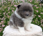 Puppy Ellie Pomeranian