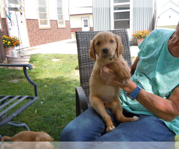 Medium Photo #1 Golden Retriever Puppy For Sale in ALLIANCE, NE, USA