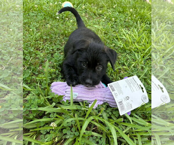 Medium Photo #2 Border Terrier-Unknown Mix Puppy For Sale in Oakhurst, NJ, USA