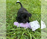 Small #1 Border Terrier Mix