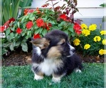 Small #4 Pembroke Welsh Corgi