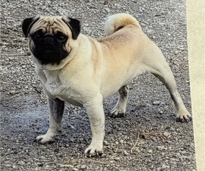 Father of the Pug puppies born on 01/14/2025