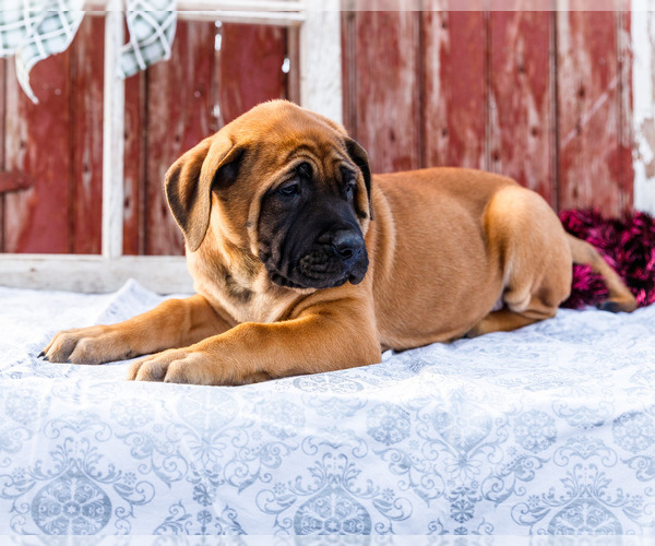 Medium Photo #57 Mastiff Puppy For Sale in WAKARUSA, IN, USA
