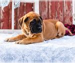 Small Photo #57 Mastiff Puppy For Sale in WAKARUSA, IN, USA