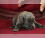 Small Photo #12 Cane Corso Puppy For Sale in ORLANDO, FL, USA