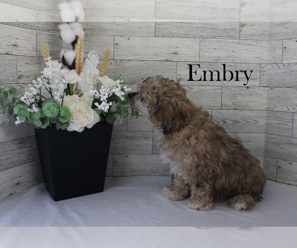 Medium Photo #12 Poodle (Miniature) Puppy For Sale in CHANUTE, KS, USA