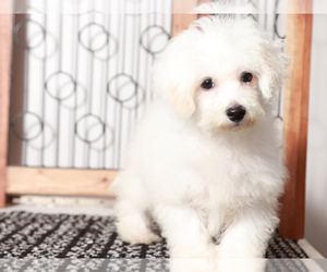 Bichon Frise Puppy for sale in NAPLES, FL, USA