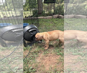 American Staffordshire Terrier-Unknown Mix Dogs for adoption in Holly Springs, NC, USA