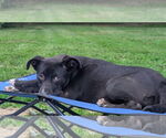 Small Labrador Retriever Mix