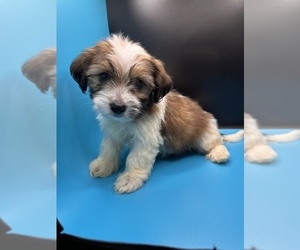 Chiweenie Puppy for Sale in SAINT AUGUSTINE, Florida USA