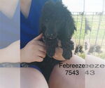 Small #1 Poodle (Standard)