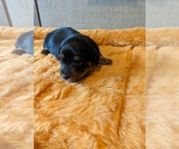 Medium Photo #3 Dachshund Puppy For Sale in SWEET HOME, OR, USA