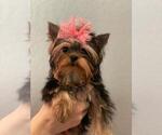 Small Photo #7 Yorkshire Terrier Puppy For Sale in PALO ALTO, CA, USA