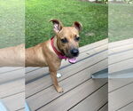 Small #2 Bulldog Mix