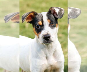 Basenji-Rat Terrier Mix Dogs for adoption in McKinney, TX, USA