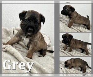 German Shepherd Dog-Great Dane Mix Puppy for sale in CLEBURNE, TX, USA