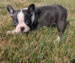 Small Photo #23 Boston Terrier Puppy For Sale in GOSHEN, IN, USA