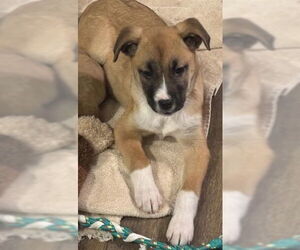 Fumie - Female Shepradors Dog for Adoption - Photo #14