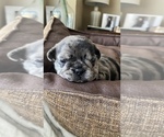 Small #214 French Bulldog