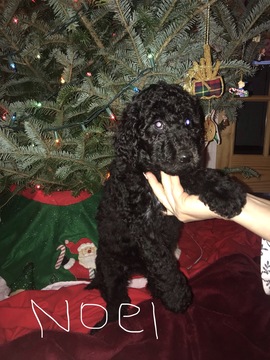 Medium Photo #2 Poodle (Standard) Puppy For Sale in TRYON, NC, USA